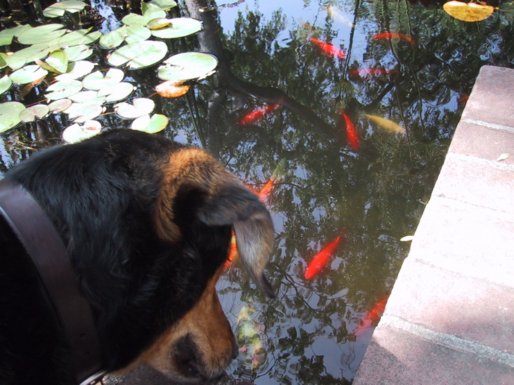 Sami-withFish - 2