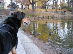 Sami_CentralPark1