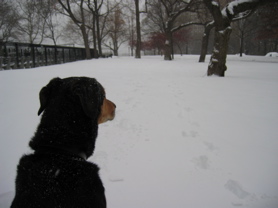 Sami_NYC_freshTracks